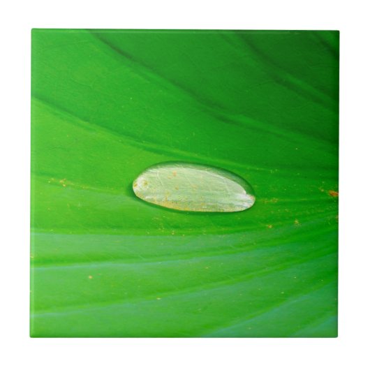 Lily Pad Ceramic Tile Tegeltje (Voorkant)