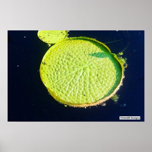 Lily Pad (Chicago) - Affiche (Devant)