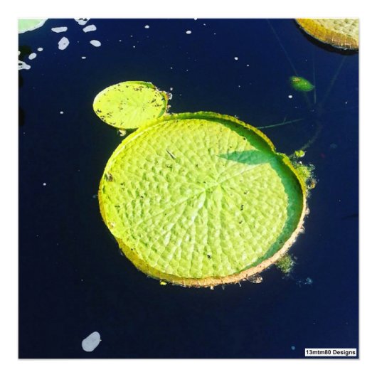 Lily Pad (Chicago) - Tirage photo (Devant)
