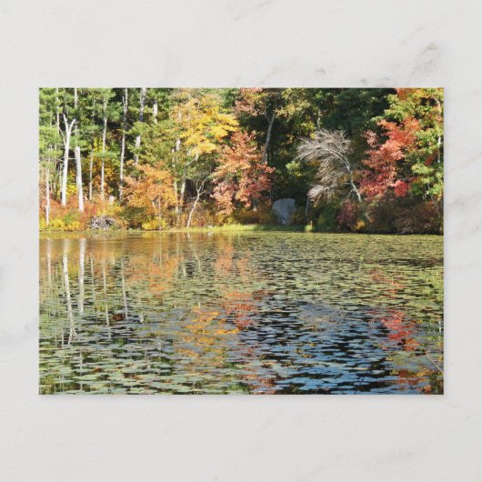 Lily Pad Cove op Whitney Pond Briefkaart (Voorkant)