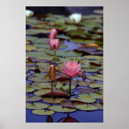 Lily Pad Foto Posters -24x36 -andere maten ook