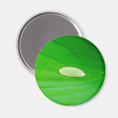 Lily Pad Magnet Magneet (Voorkant / Achterkant)