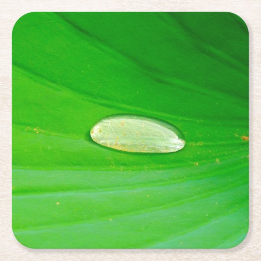 Lily Pad Paper Onderzetter (Voorkant)