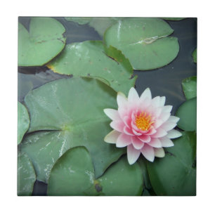Lily Pad Pond Flower, Pink and Green Photo Tile Tegeltje