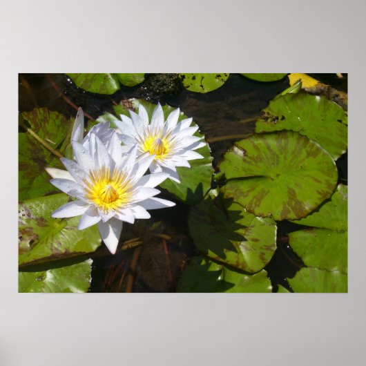 Lily Pad Print (Voorkant)