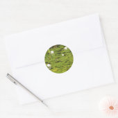 Lily pad stickers (Envelop)