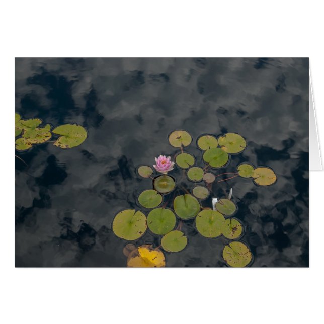 Lily Pads (Voorkant Horizontaal)