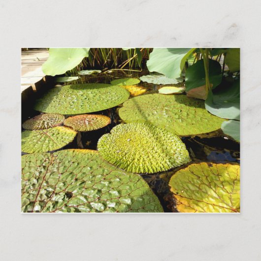 Lily Pads Briefkaart (Voorkant)