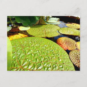 Lily Pads Briefkaart