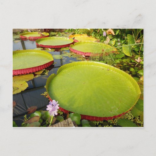 Lily Pads Briefkaart (Voorkant)