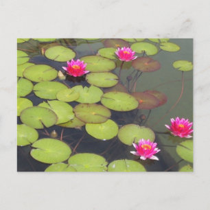 Lily Pads en Lotus Zen Post Card Briefkaart
