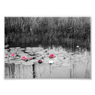Lily Pads Foto Afdruk