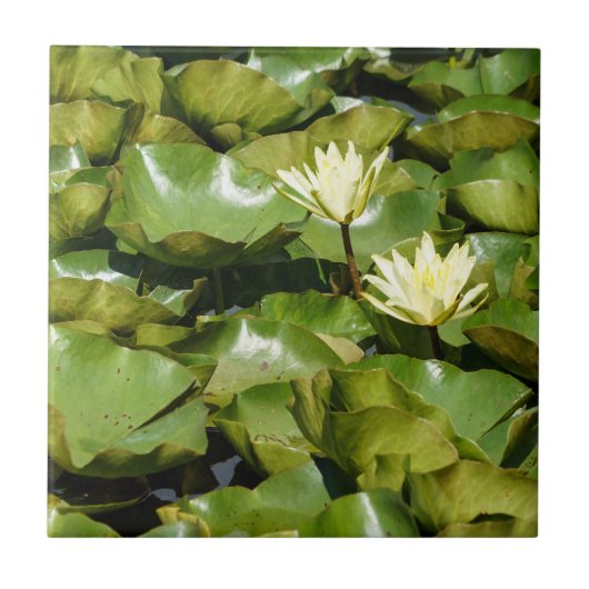 Lily Pads met Blooms Ceramic Photo Tile Tegeltje (Voorkant)