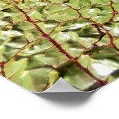 Lily Pads Poster (Hoek)