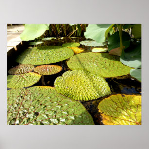 Lily Pads Poster