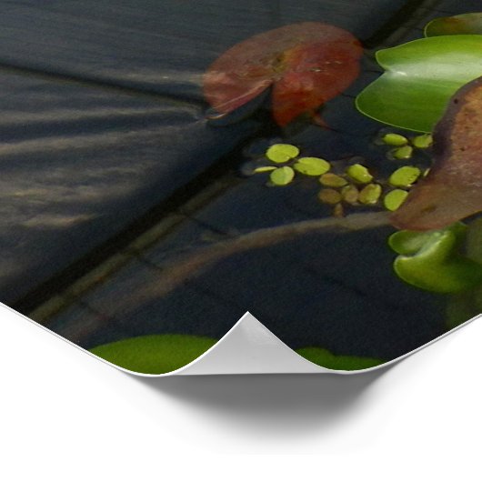 Lily Pads Poster (Hoek)