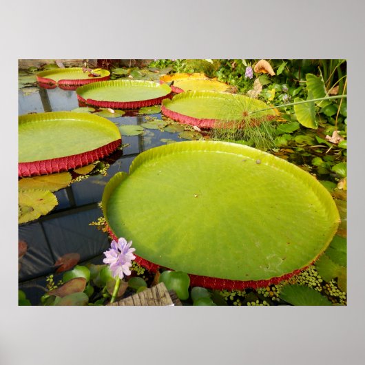 Lily Pads Poster (Voorkant)