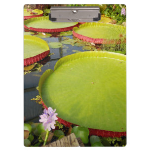 Lily Pond Clipboard Klembord