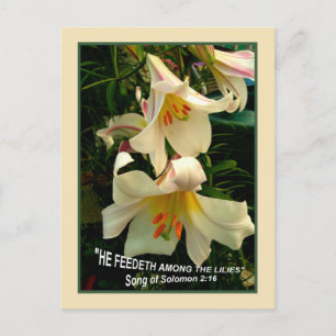 LILY Post Card Briefkaart