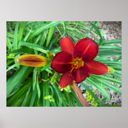 Lily Poster (Voorkant)