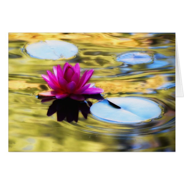 Lily Ripples - Lys d'eau (Devant horizontal)