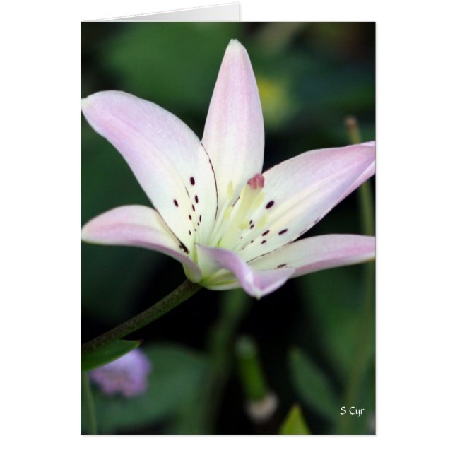 Lily Rose, S Cyr (Devant)