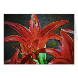 Lily rouge Texté par Shirley Taylor