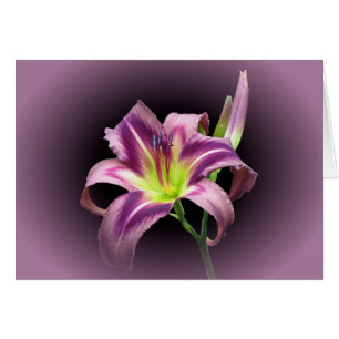 Lily Star avec violet - Jour
