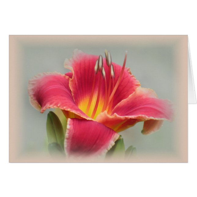 Lily State of Mind - Daylily (Voorkant Horizontaal)
