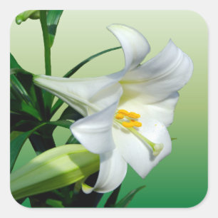 Lily Sticker