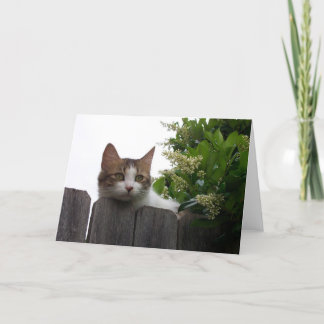 Lily the Cat Wenskaart 04 Kaart
