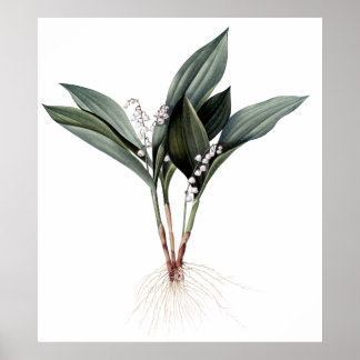 Lily van de botanische printen van de valleien poster