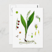 Lily van de Valley Briefkaart (Voorkant / Achterkant)