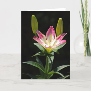 Lily wenskaart kaart