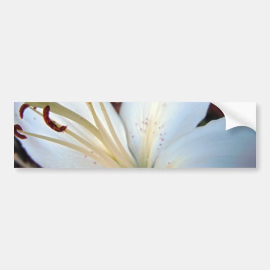 Lily White Bumpersticker (Voorkant)