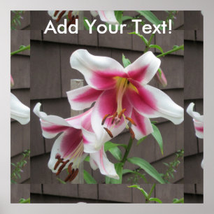 Lily White Paars House Plant Poster
