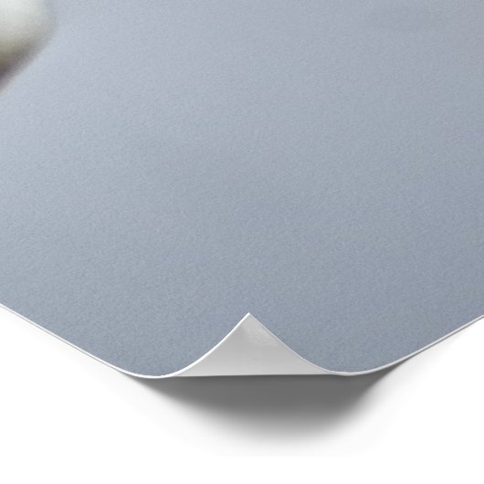 Lilyessence Poster (Hoek)