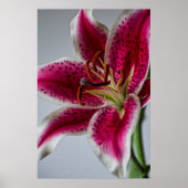 Lilyessence Poster (Voorkant)