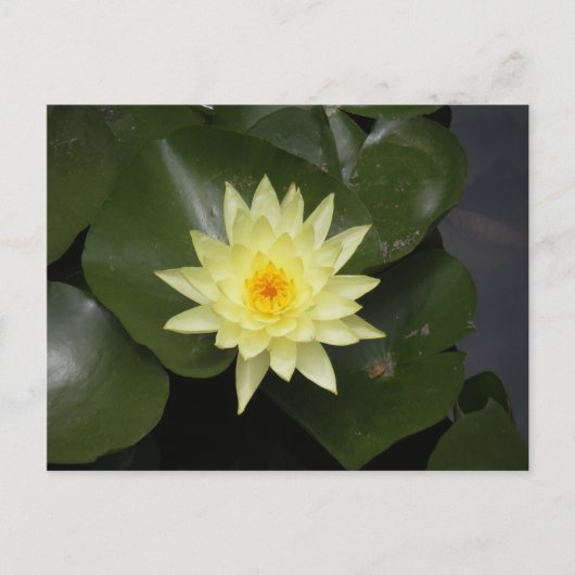 Lilypad Briefkaart (Voorkant)