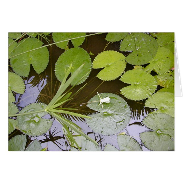 Lilypads luxuriant (Devant horizontal)