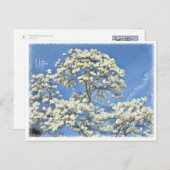 Lilytree Briefkaart (Voorkant / Achterkant)