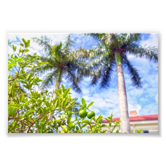 Limequats in Florida Foto Afdruk (Voorkant)