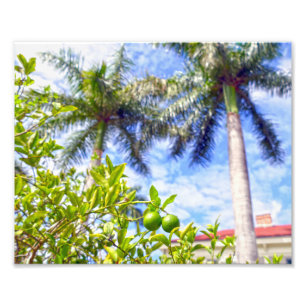Limequats in Florida Foto Afdruk