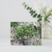 Limoen Briefkaart (Staand voorkant)