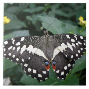 Limoen Butterfly en Flowers Tile Tegeltje
