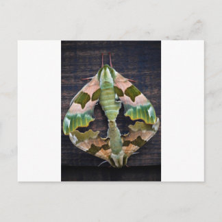 Limoen Hawk Moths Briefkaart