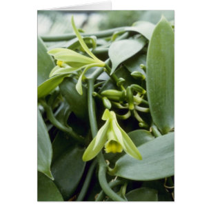 Limoen Spectabilis (vanille) bloemen