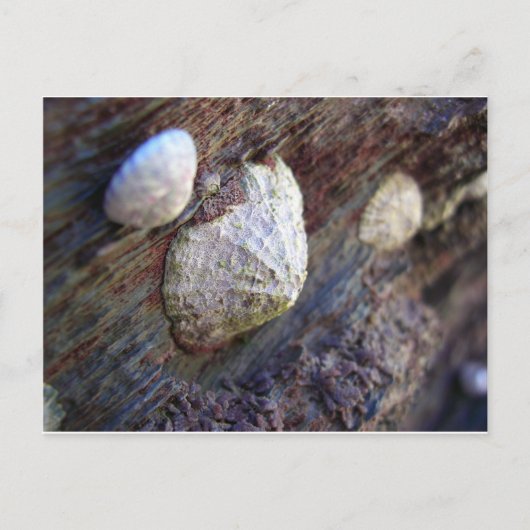 Limpets 1 briefkaart (Voorkant)