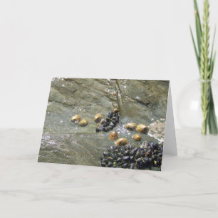 Limpets en mosselen in de Sun Greetings Kaart