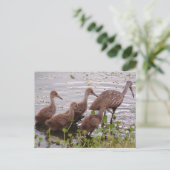 Limpkin-familie Briefkaart (Staand voorkant)